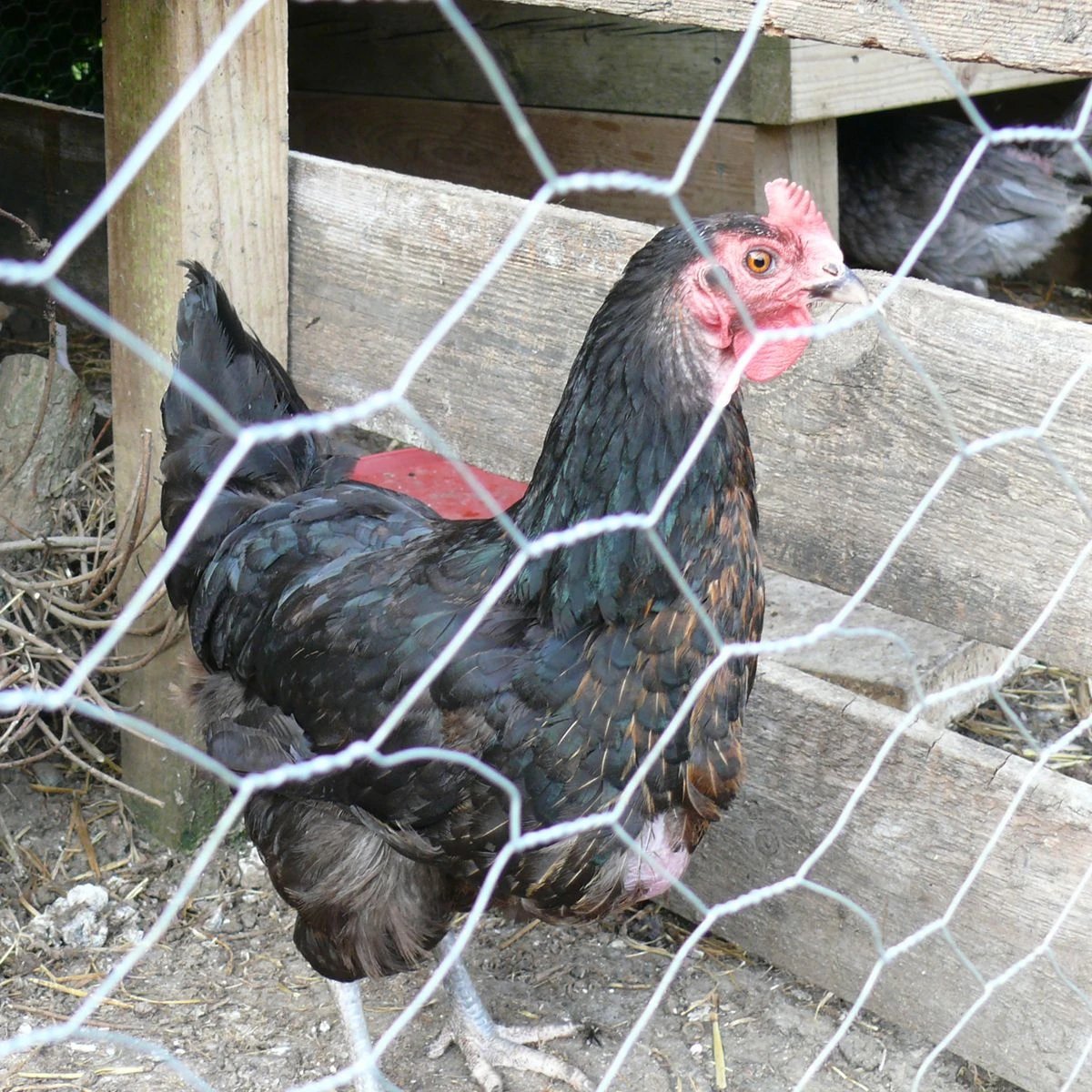 Chicken Wire | 600mm X 25m | With 25mm Holes - Image 3