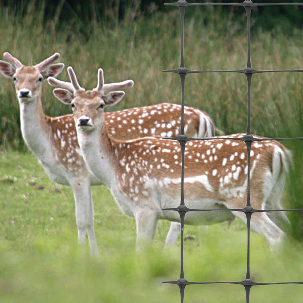Deer Fencing | 1.8m X 100m | Heavy-Duty Roll | 80gsm - Image 3