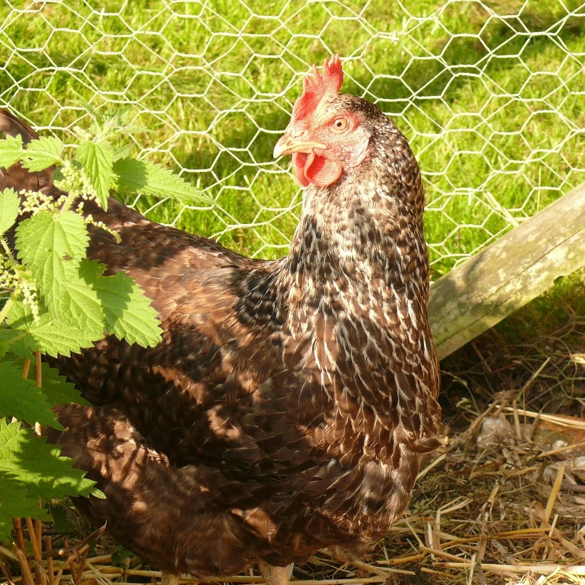 Chicken Wire | 600mm X 25m | With 25mm Holes - Image 5